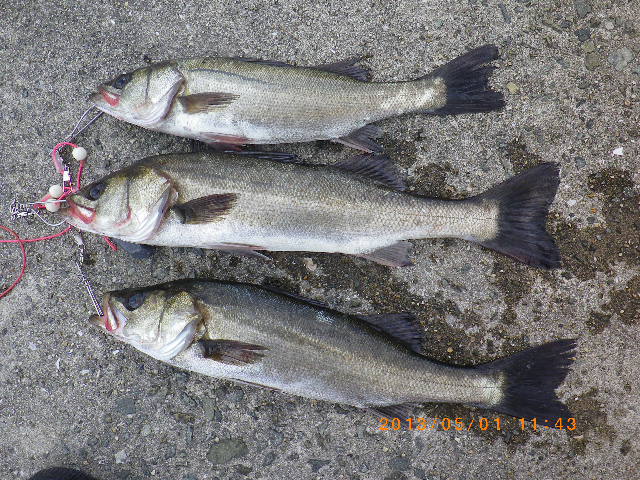 大阪湾でハネを釣りまくってきました 大阪湾でハネを大量に釣りまくろう